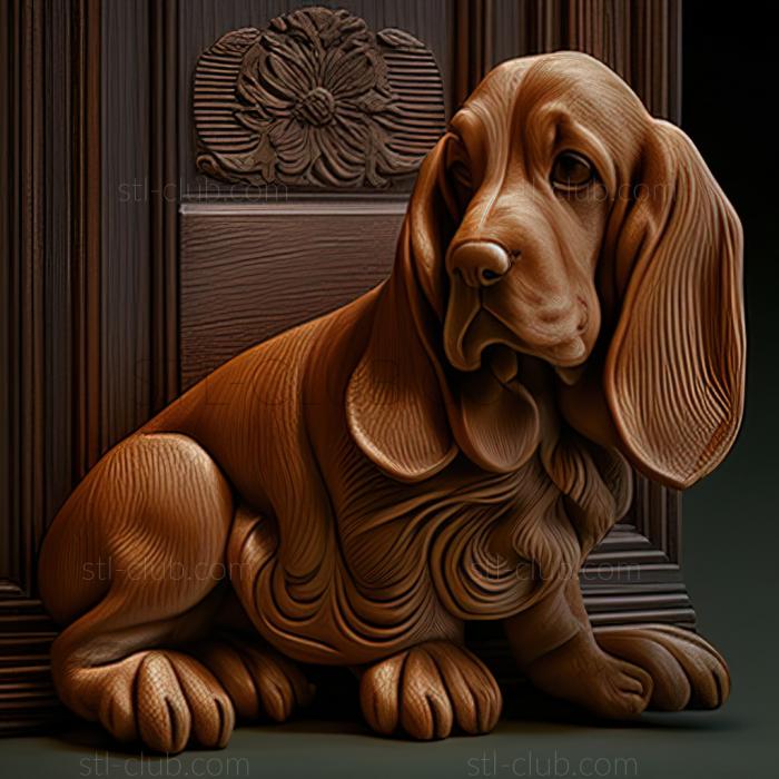 st Artesian Norman Basset dog